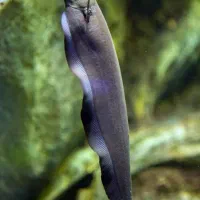 ماهی بلک گوست