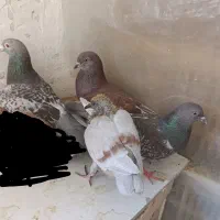چهارتا کفتر معاوضه با عروس هلندی