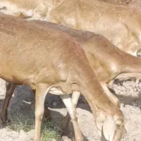فروش 50راس میش چینی مخصوص مال داری