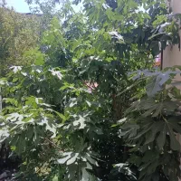 فروش ملک