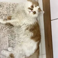 گربه پرشین بغلی