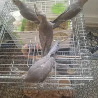 عروس هلندی