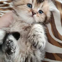 گربه اسکاتیش ۲ماهه