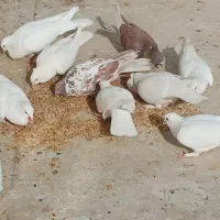 کبوتر کفتر سفید