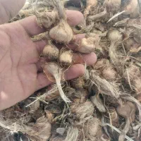 پیاز زعفران