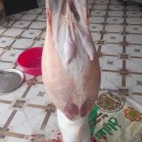 قصابی
