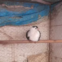 کبوتر کربلایی نقش