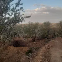 فروش-باغ-بادام-در-منطقه-دبا-شهر-نقنه