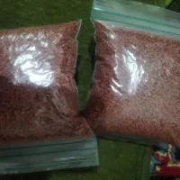 بذر لبو درجه یک اصلاح شده