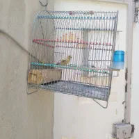 گلبسررنگی