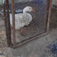غاز و جوجه غاز