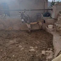 خر نر جوان 11میلیون