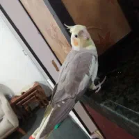 عروس هلندی ماده