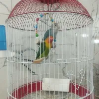 جفت طوطی  کوتوله برزیلی. باقفس