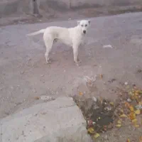 سگ گله