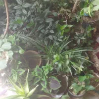 گل های طبیعی زیبا با گلدان