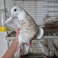 سه جفت طوقی دهن جور