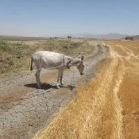 اکوسفندم فروختم جا برای نگهداری ندارم