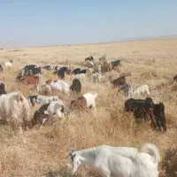 ۴۰ راس بز کهره دار
