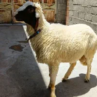 بره قوچ سنجابی