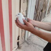 کبوتر شونی ماده