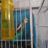 عروس هلندی نر و ماده