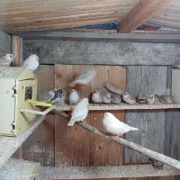 فنچ کینگ