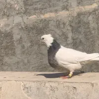 ماده طوقی