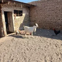 بز گلابی