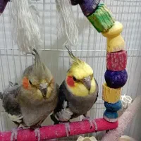 عروس هلندی