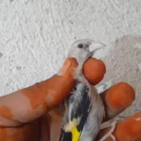 7عدد جوجه سره نر