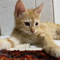 گربه نر رایگان