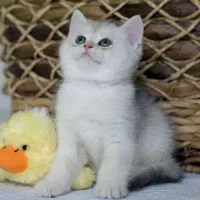 گربه. بریتیش (سیلور).