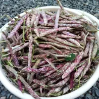 لوبیا محلی(پاچ باقلا) تازه چین