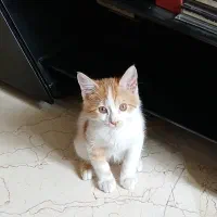 پیشی‌ جینجر ۴ ماهه dsh