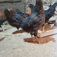 جوجه مرغ وخروس