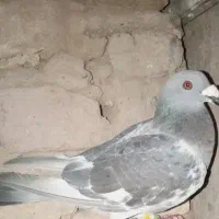 کاسک