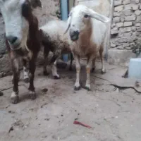 میشو بز یارانه ای
