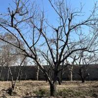 درخت گوجه سبز