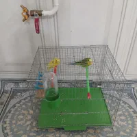 دوعدد مرغ عشق