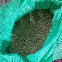 شالی|عمده‌فروشی|خان ببین, |دیوار