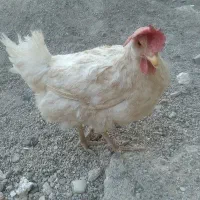 مرغ تخمگذار بشرط