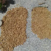 بادام|خوردنی و آشامیدنی|خمین, |دیوار