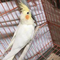 فروش فوری پرنده