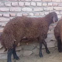 10تا بره نر جمعی افشاری استخوان دار و قلمدار