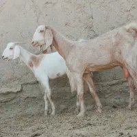 دوتا.بز مری ابست جملزا