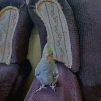 جوجه عروس هلندی