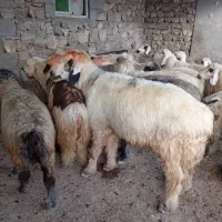 یک عدد قوچ تخمی درجه یک