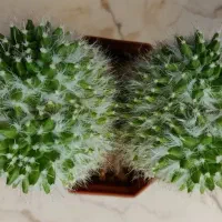 مامیلاریا جغدی دو کله