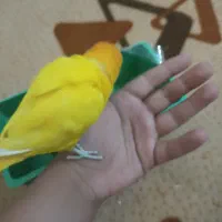 یک جفت طوطی برزیلی با قفس و وسایل